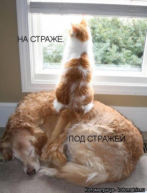 НА СТРАЖЕ. ПОД СТРАЖЕЙ.... Котоматрица: НА СТРАЖЕ. ПОД СТРАЖЕЙ.