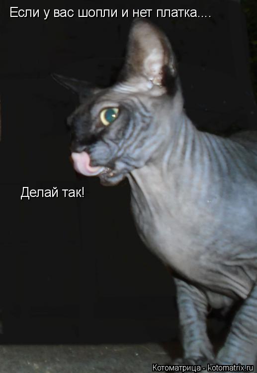 Если у вас шопли и нет платка.... Делай так!... Котоматрица: Если у вас шопли и нет платка.... Делай так!