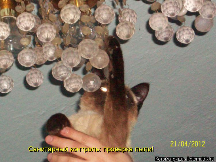 Котоматрица: Санитарный контроль: проверка пыли!