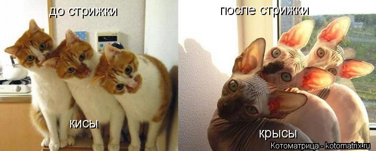 до стрижки после стрижки кисы крысы... Котоматрица: до стрижки после стрижки кисы крысы