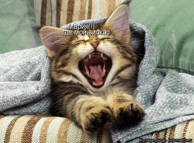 Котоматрица: Мария!!! где мой вискас