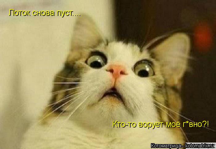 Котоматрица: Лоток снова пуст.... Кто-то ворует моё г*вно?!