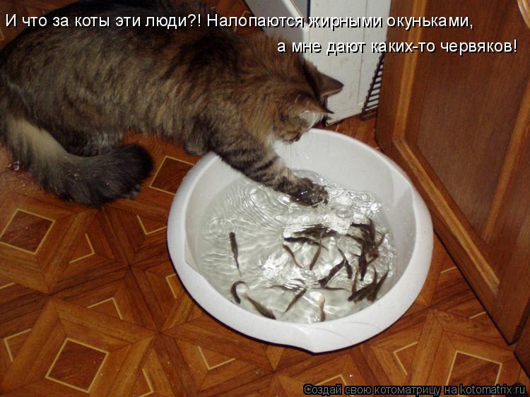 И что за коты эти люди?! Налопаются жирными окуньками, а мне дают каких-то червяков!... Котоматрица: И что за коты эти люди?! Налопаются жирными окуньками, а мне дают каких-то червяков!