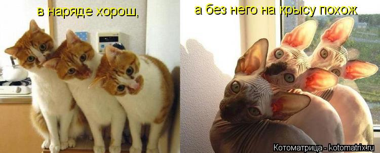 в наряде хорош, а без него на крысу похож... Котоматрица: в наряде хорош, а без него на крысу похож