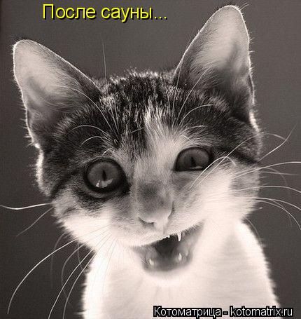 После сауны...... Котоматрица: После сауны...