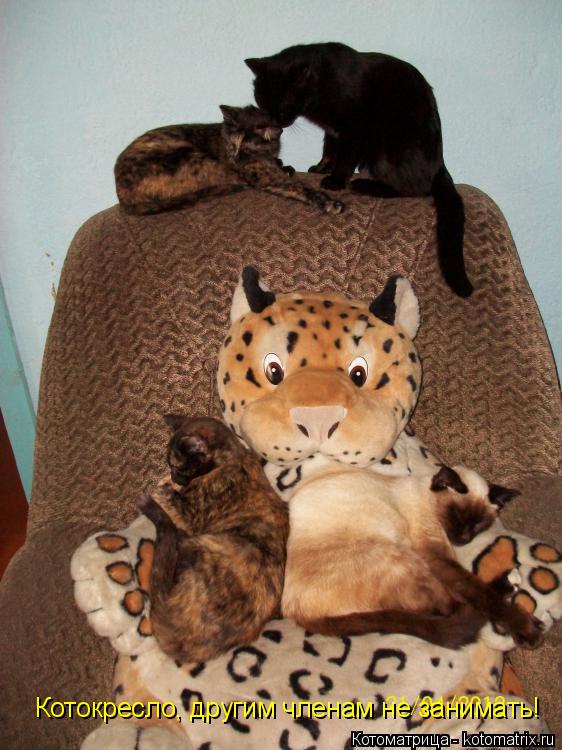 Котоматрица: Котокресло, другим членам не занимать!