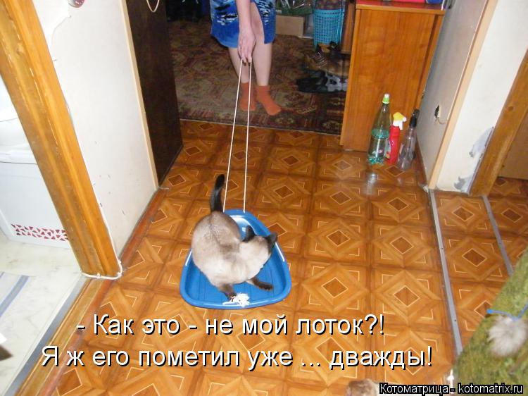 Котоматрица: - Как это - не мой лоток?! Я ж его пометил уже ... дважды!
