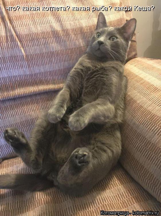 что? какая котлета? какая рыба? какой Кеша?... Котоматрица: что? какая котлета? какая рыба? какой Кеша?