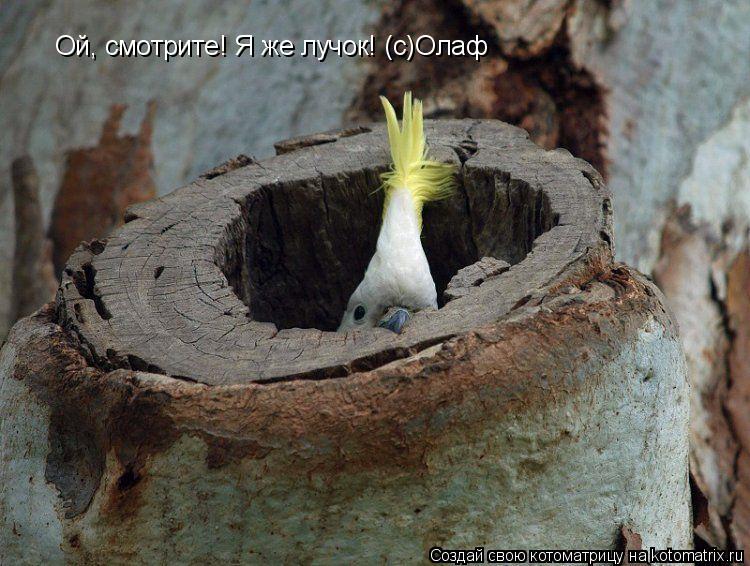 Ой, смотрите! Я же лучок! (с)Олаф... Котоматрица: Ой, смотрите! Я же лучок! (с)Олаф