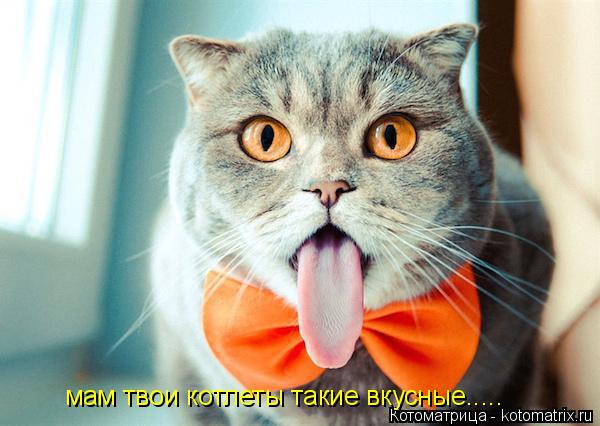 мам твои котлеты такие вкусные........ Котоматрица: мам твои котлеты такие вкусные.....