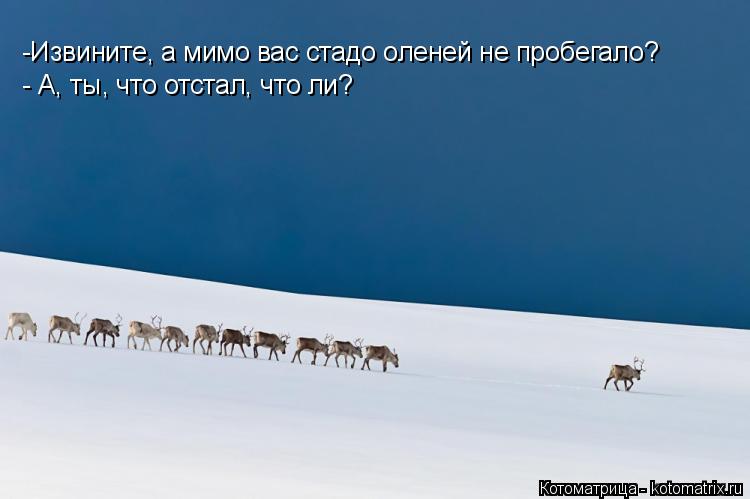 Котоматрица: -Извините, а мимо вас стадо оленей не пробегало? - А, ты, что отстал, что ли?