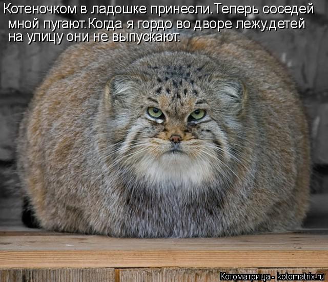 Котеночком в ладошке принесли.Теперь соседей мной пугают.Когда я гордо во дворе лежу,детей на улицу о... Котоматрица: Котеночком в ладошке принесли.Теперь соседей мной пугают.Когда я гордо во дворе лежу,детей на улицу они не выпускают.