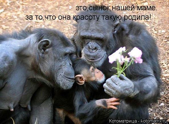 Котоматрица: это,сынок,нашей маме. за то,что она красоту такую родила!