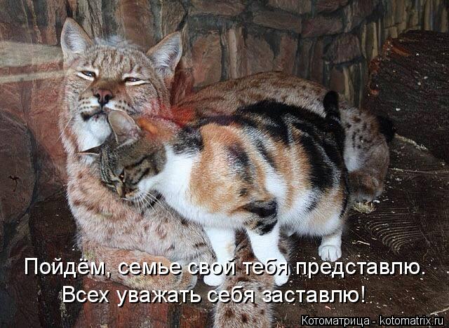 Пойдём, семье свой тебя представлю. Всех уважать себя заставлю!... Котоматрица: Пойдём, семье свой тебя представлю. Всех уважать себя заставлю!