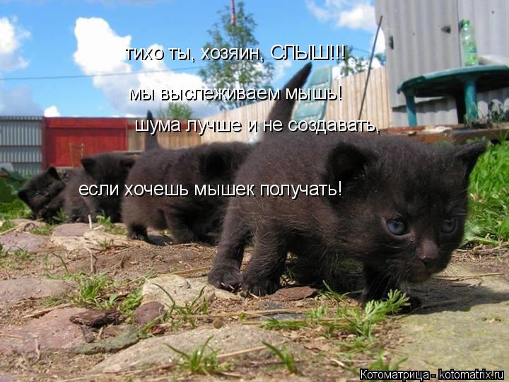 тихо ты, хозяин, СЛЫШ!!! мы выслеживаем мышь! шума лучше и не создавать, если хочешь мышек получать!... Котоматрица: тихо ты, хозяин, СЛЫШ!!! мы выслеживаем мышь! шума лучше и не создавать, если хочешь мышек получать!