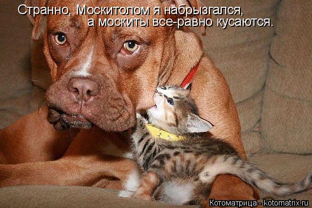 Странно, Москитолом я набрызгался, а москиты все-равно кусаются.... Котоматрица: Странно, Москитолом я набрызгался, а москиты все-равно кусаются.