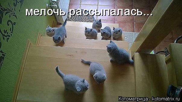 мелочь рассыпалась...... Котоматрица: мелочь рассыпалась...