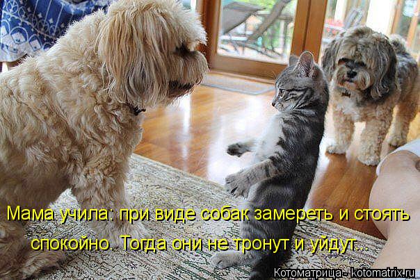 Котоматрица: Мама учила: при виде собак замереть и стоять спокойно. Тогда они не тронут и уйдут...