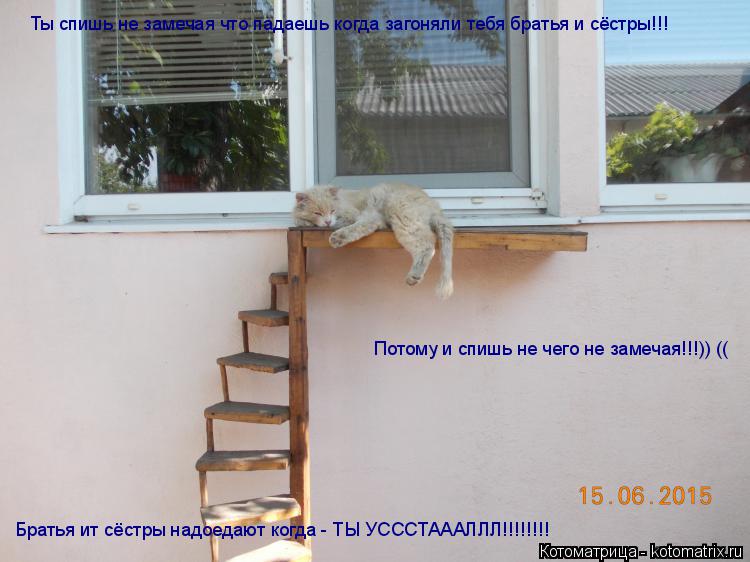 Котоматрица: Ты спишь не замечая что падаешь когда загоняли тебя братья и сёстры!!! Братья ит сёстры надоедают когда - ТЫ УСССТАААЛЛЛ!!!!!!!! Потому и спишь н