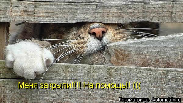 Меня закрыли!!!! На помощь!! (((... Котоматрица: Меня закрыли!!!! На помощь!! (((