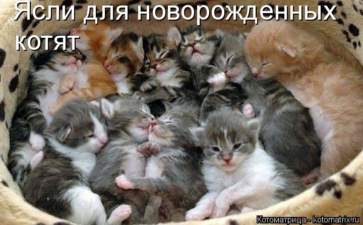 Ясли для новорожденных котят... Котоматрица: Ясли для новорожденных котят