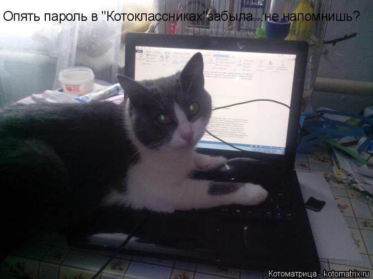 Опять пароль в "Котоклассниках"забыла...не напомнишь?... Котоматрица: Опять пароль в "Котоклассниках"забыла...не напомнишь?