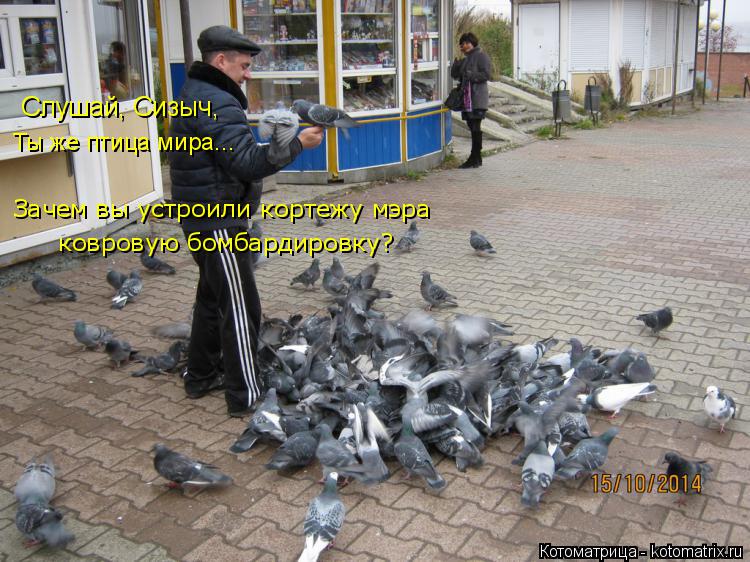 Слушай, Сизыч, Ты же птица мира... Зачем вы устроили кортежу мэра ковровую бомбардировку?... Котоматрица: Слушай, Сизыч, Ты же птица мира... Зачем вы устроили кортежу мэра ковровую бомбардировку?