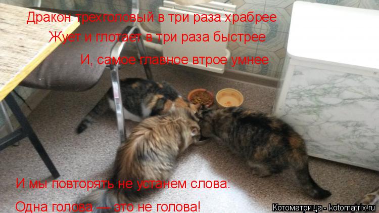 Дракон трехголовый в три раза храбрее Жует и глотает в три раза быстрее И, самое главное втрое умнее ... Котоматрица: Дракон трехголовый в три раза храбрее Жует и глотает в три раза быстрее И, самое главное втрое умнее И мы повторять не устанем слова: Одна го