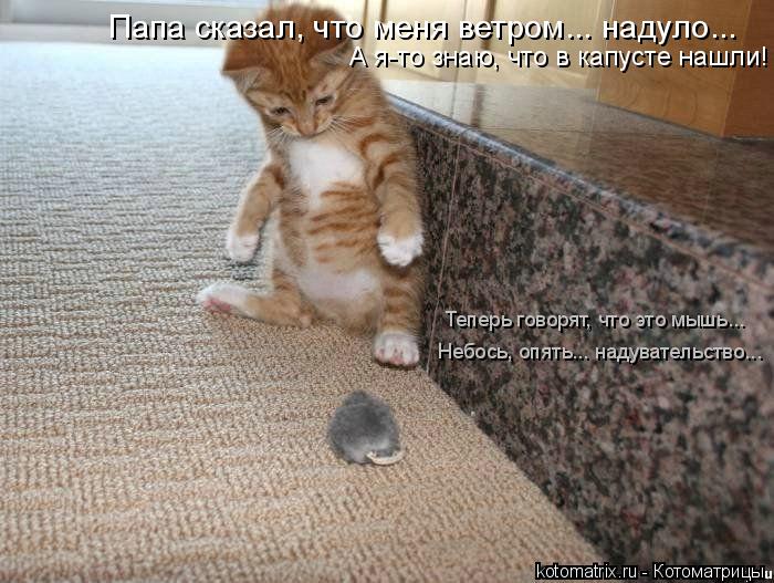 А я-то знаю, что в капусте нашли! Папа сказал, что меня ветром... надуло... Теперь говорят, что это м... Котоматрица: А я-то знаю, что в капусте нашли! Папа сказал, что меня ветром... надуло... Теперь говорят, что это мышь... Небось, опять... надувательство...