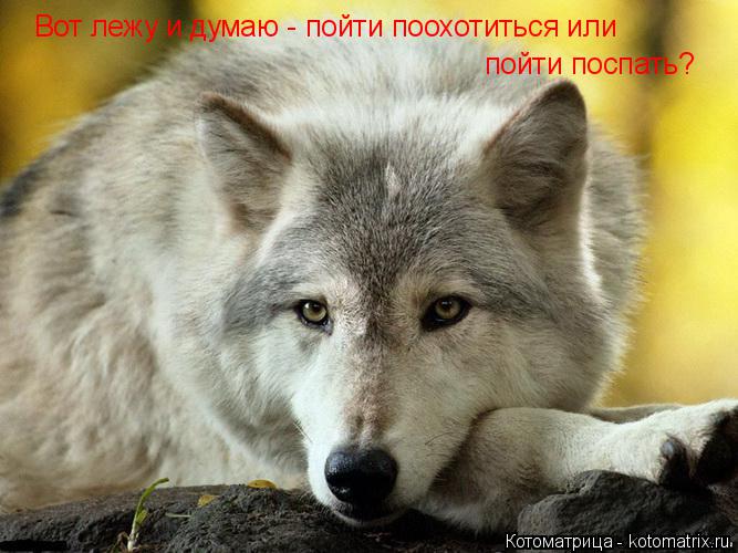 Вот лежу и думаю - пойти поохотиться или пойти поспать?... Котоматрица: Вот лежу и думаю - пойти поохотиться или пойти поспать?