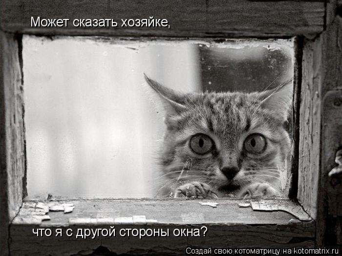 Может сказать хозяйке, что я с другой стороны окна?... Котоматрица: Может сказать хозяйке, что я с другой стороны окна?