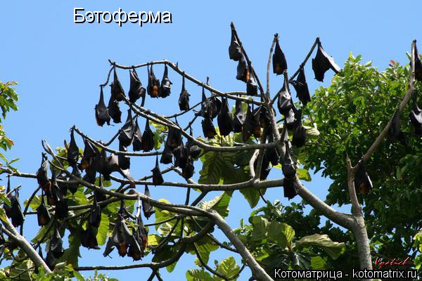Бэтоферма... Котоматрица: Бэтоферма