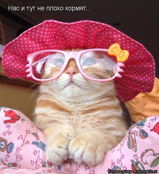 Нас и тут не плохо кормят...... Котоматрица: Нас и тут не плохо кормят...