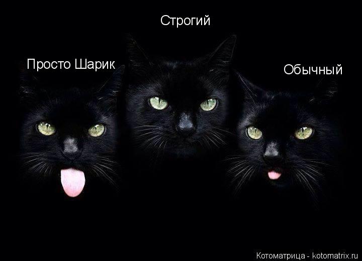 Строгий Обычный Просто Шарик... Котоматрица: Строгий Обычный Просто Шарик