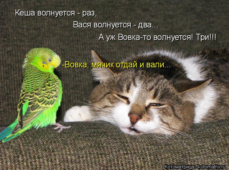 Котоматрица: Кеша волнуется - раз, Вася волнуется - два... А уж Вовка-то волнуется! Три!!! -Вовка, мячик отдай и вали...