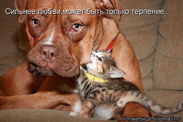 Сильнее любви,может быть только терпение...... Котоматрица: Сильнее любви,может быть только терпение...