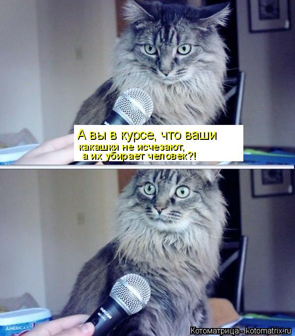 А вы в курсе, что ваши какашки не исчезают, а их убирает человек?!... Котоматрица: А вы в курсе, что ваши какашки не исчезают, а их убирает человек?!