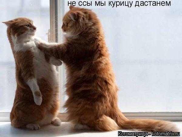 не ссы мы курицу дастанем... Котоматрица: не ссы мы курицу дастанем