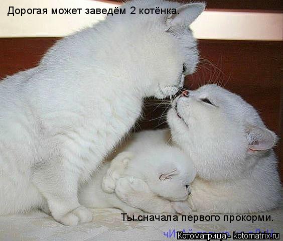 Дорогая может заведём 2 котёнка. Ты сначала первого прокорми.... Котоматрица: Дорогая может заведём 2 котёнка. Ты сначала первого прокорми.