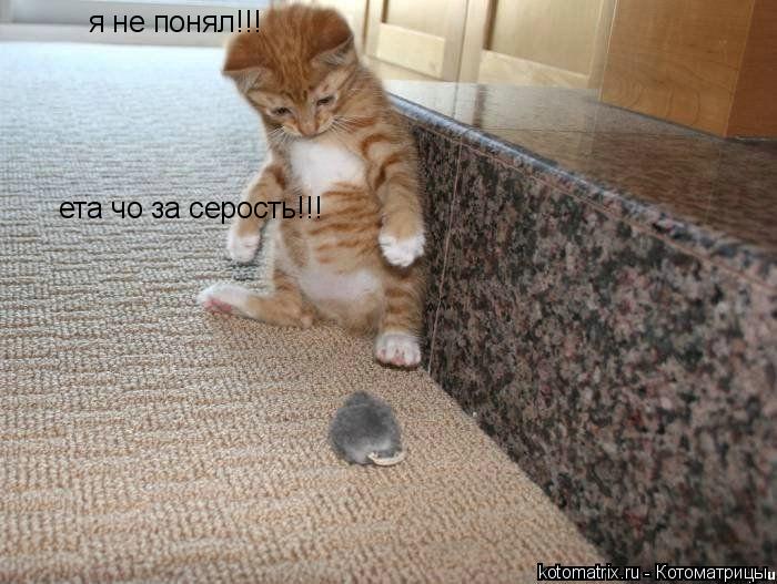 я не понял!!! ета чо за серость!!!... Котоматрица: я не понял!!! ета чо за серость!!!
