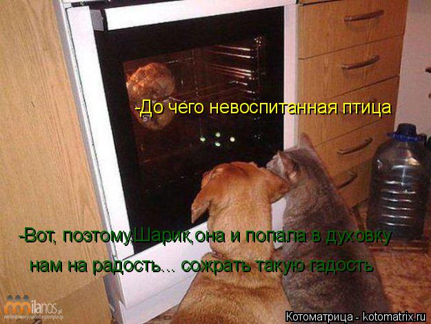 -До чего невоспитанная птица -Вот, поэтому,Шарик,она и попала в духовку нам на радость... сожрать так... Котоматрица: -До чего невоспитанная птица -Вот, поэтому,Шарик,она и попала в духовку нам на радость... сожрать такую гадость