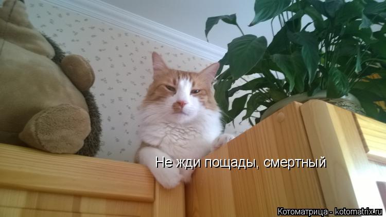 Не жди пощады, смертный... Котоматрица: Не жди пощады, смертный
