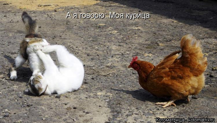 А я говорю: Моя курица... Котоматрица: А я говорю: Моя курица