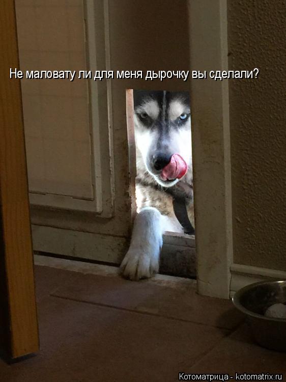 Не маловату ли для меня дырочку вы сделали?... Котоматрица: Не маловату ли для меня дырочку вы сделали?
