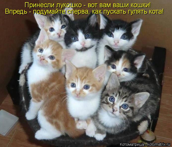 Принесли лукошко - вот вам ваши кошки! Впредь - подумайте сперва, как пускать гулять кота!... Котоматрица: Принесли лукошко - вот вам ваши кошки! Впредь - подумайте сперва, как пускать гулять кота!