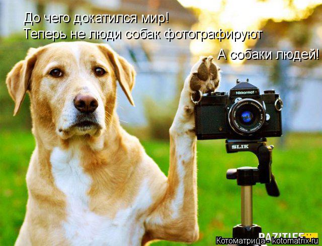 До чего докатился мир! Теперь не люди собак фотографируют А собаки людей!... Котоматрица: До чего докатился мир! Теперь не люди собак фотографируют А собаки людей!