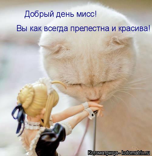 Добрый день мисс! Вы как всегда прелестна и красива!... Котоматрица: Добрый день мисс! Вы как всегда прелестна и красива!