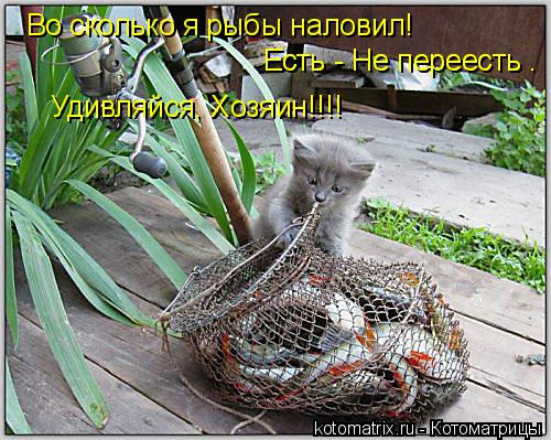 Во сколько я рыбы наловил! Есть - Не переесть . Есть - Не переесть . Удивляйся, Хозяин!!!!... Котоматрица: Во сколько я рыбы наловил! Есть - Не переесть . Есть - Не переесть . Удивляйся, Хозяин!!!!