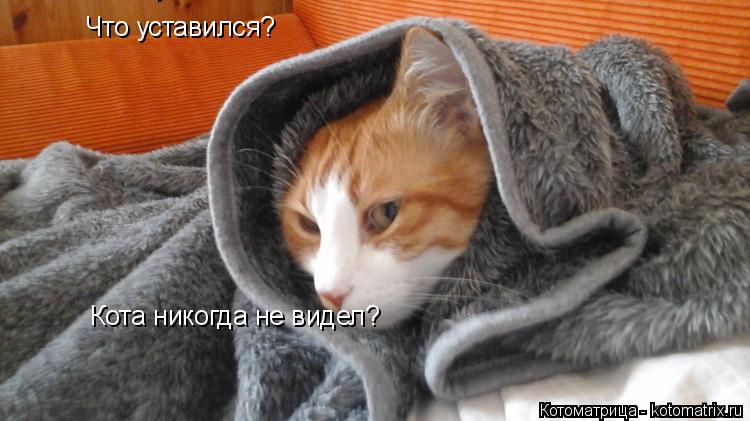 Котоматрица: Что уставился?  Что уставился?  Кота никогда не видел?
