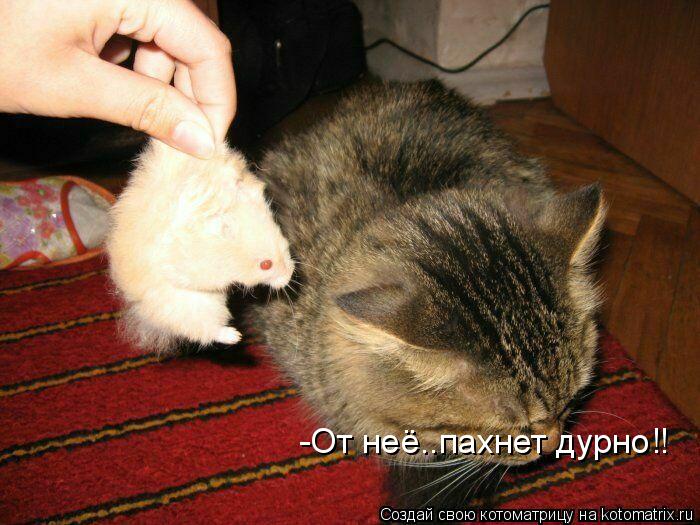 -От неё..пахнет дурно!!... Котоматрица: -От неё..пахнет дурно!!